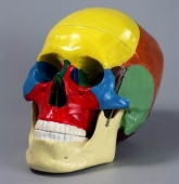 Модель Череп человека с раскрашенными костями