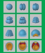 Модель-аппликация Размножение и развитие хордовых (набор из 12 карт) 7,5х7,5