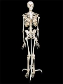 Скелет человека на подставке 1700 мм