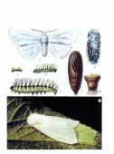 Коллекция Гусеница энтомологическая