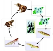 Модель-аппликация "Цикл развития лягушки" (набор из 8 карт)
