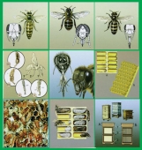 Модель-аппликация "Пчелы. Устройство улья" (набор из 10 карт)