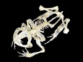 Скелет лягушки 160х100х90 мм