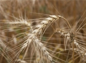 Коллекция Пшеница и продукты ее переработки