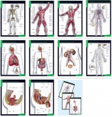 Строение тела человека (10 таб +80 карт.)