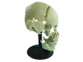 Модель Кости черепа на подставке