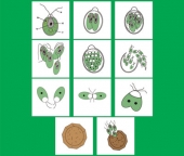 Модель-аппликация "Размножение одноклеточной водоросли" (набор из 11 карт)
