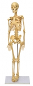 Скелет человека 260х200х850 мм на штативе