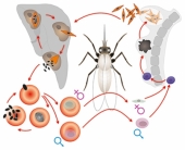 Модель-аппликация "Цикл развития малярийного плазмодия" (набор из 15 карт)