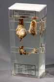 Препарат влажный Внутреннее строение брюхоногого моллюска
