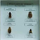Коллекция Представители отряда насекомых энтомологическая