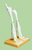 Скелет конечности овцы на подставке