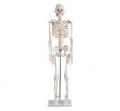 Скелет человека 420 мм